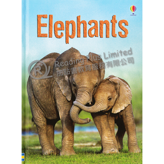 Elephants (Usborne Beginners)