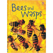 Bees and Wasps (Usborne Beginners)