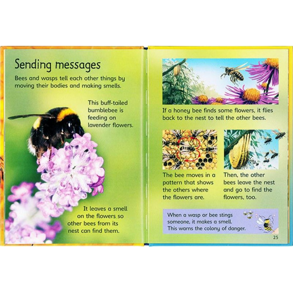 Bees and Wasps (Usborne Beginners)