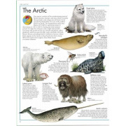The Animal Atlas: A Pictorial Guide to the World's Wildlife (DK) (2020)