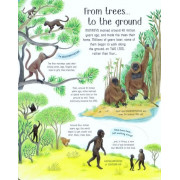 See Inside Evolution (An Usborne Flap Book)